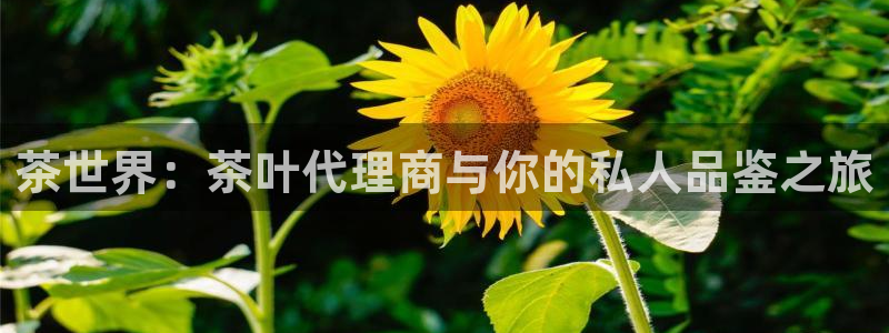 彩名堂官网计划怎么下载到手机