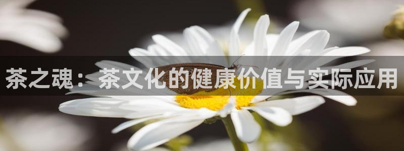 彩名堂计划怎么打不开了