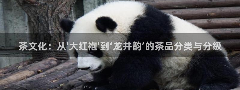 为什么彩名堂今天不能用