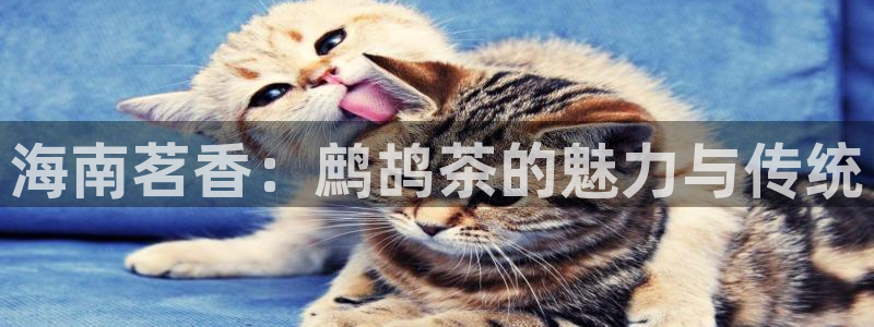 彩名堂计划和01计划怎么很稳