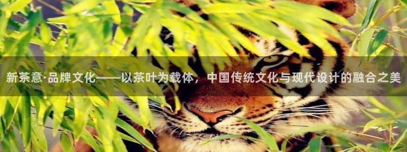 彩名堂免费计划5.0使用方法是什么