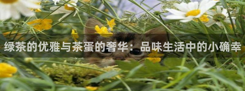 彩名堂合作655560
