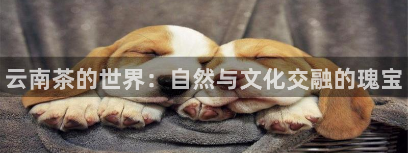 彩名堂最新免费计划官网