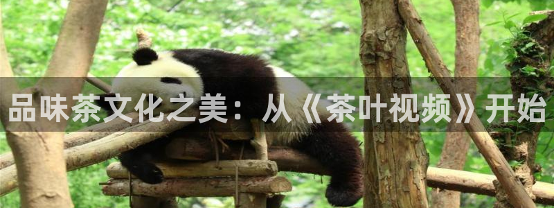 彩名堂预测官网