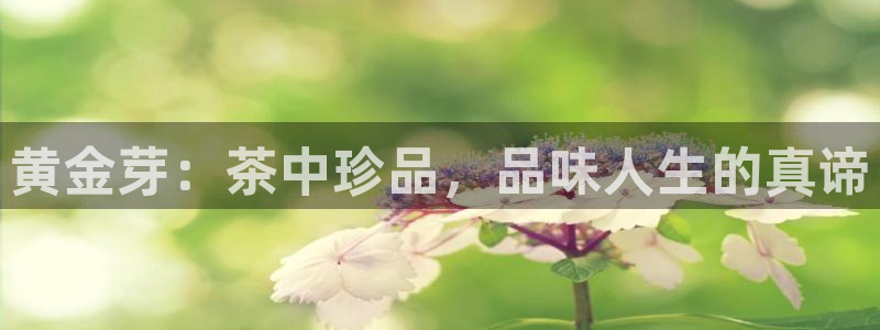 彩名堂怎么选稳定计划