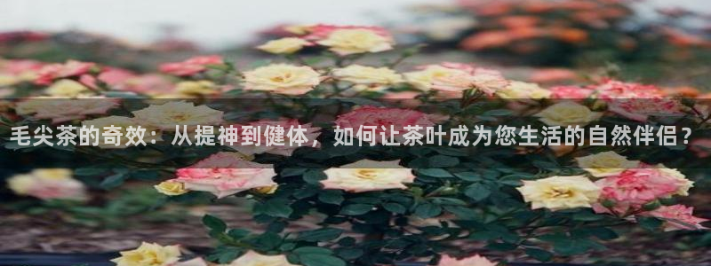 彩名堂预测软件